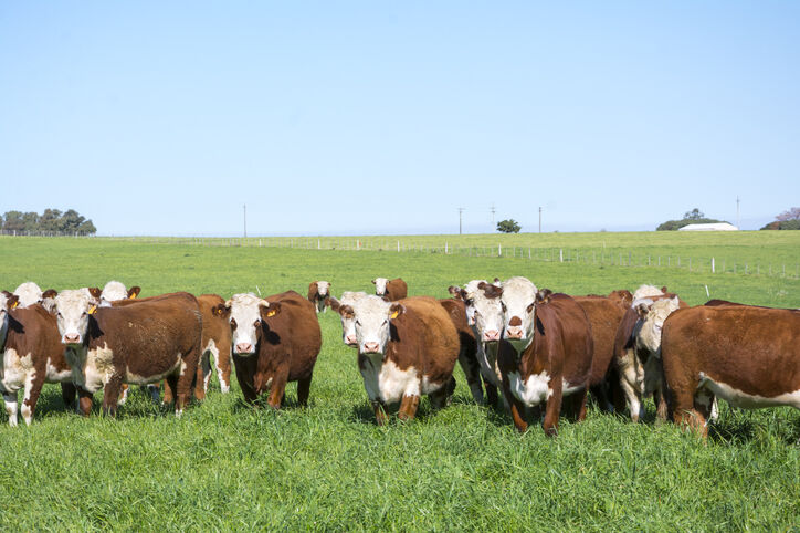 Opinion: Cattle Farmers Are Committed to the Environment